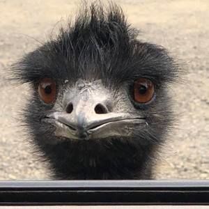 Meet your Posher, Joyce